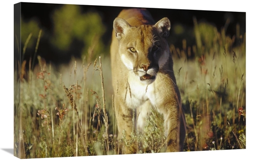 Global Gallery GCS-396986-2030-142 20 x 30 in. Mountain Lion or Cougar