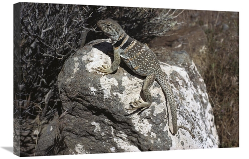 Global Gallery GCS-450732-2030-142 20 x 30 in. Collared Lizard Sunning