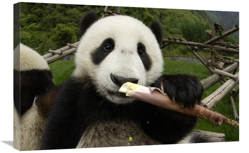 Global Gallery GCS-395888-2030-142 20 x 30 in. Young Panda Learning to
