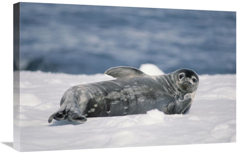 Global Gallery GCS-451088-2030-142 20 x 30 in. Weddell Seal Pup, H