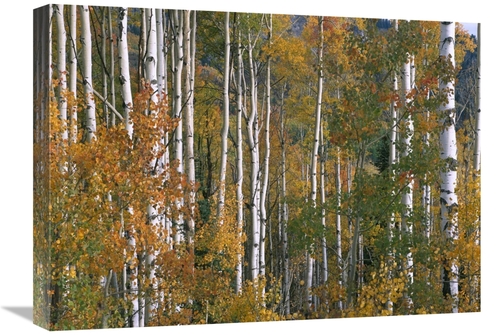 Global Gallery GCS-396870-1824-142 18 x 24 in. Aspen Trees in Fall Col