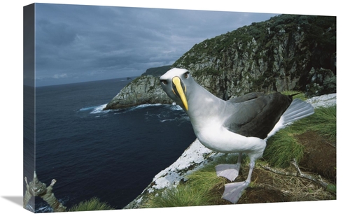 Global Gallery GCS-451664-1624-142 16 x 24 in. Bullers Albatross Inves