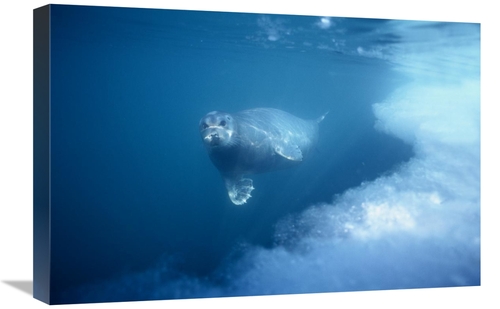 Global Gallery GCS-450930-1624-142 16 x 24 in. Bearded Seal Underwater