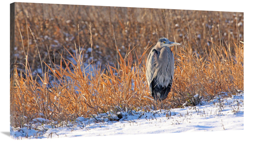 Global Gallery GCS-486418-44-142 44 in. Heron in Winter II Art Print -