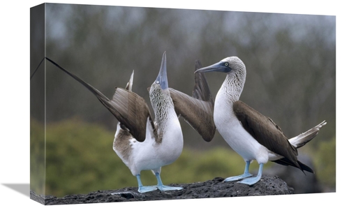 Global Gallery GCS-451381-1218-142 12 x 18 in. Blue-Footed Booby Pair 