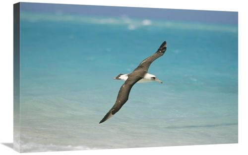 Global Gallery GCS-451434-2030-142 20 x 30 in. Laysan Albatross Flying