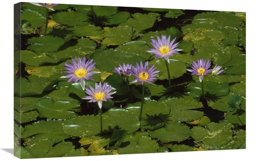 Global Gallery GCS-452643-2030-142 20 x 30 in. Cape Blue Water-Lily Gr
