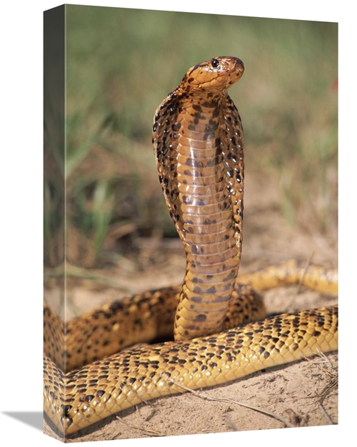 Global Gallery GCS-397247-1218-142 12 x 18 in. Cape Cobra Speckled Mor