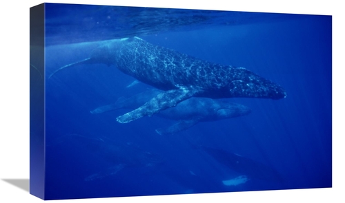 Global Gallery GCS-450992-1218-142 12 x 18 in. Humpback Whale Travelin