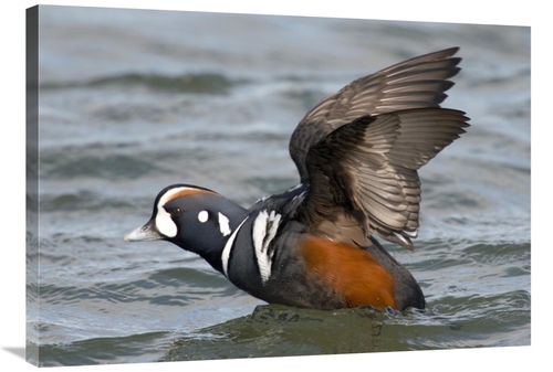 Global Gallery GCS-397387-36-142 36 in. Harlequin Duck Male Taking Fli