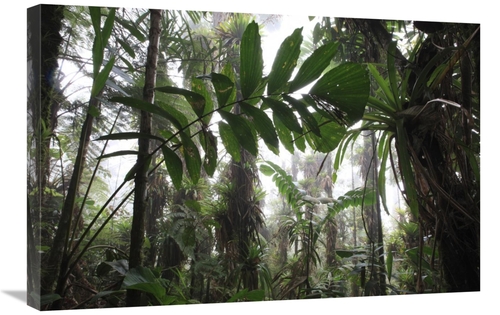 Global Gallery  20 x 30 in. Bromeliad & Tree Fern At 1600 Meters Altit