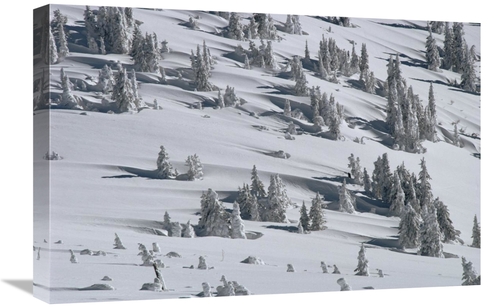 Global Gallery GCS-451908-1624-142 16 x 24 in. Douglas Fir Trees Casti