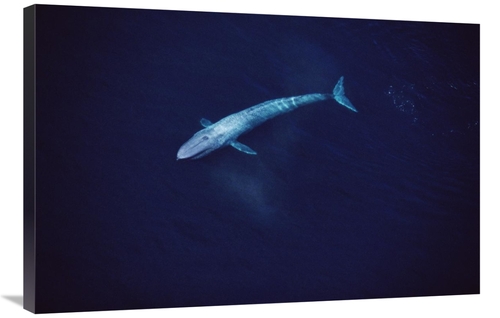 Global Gallery GCS-450601-2436-142 24 x 36 in. Blue Whale Aerial VIew 