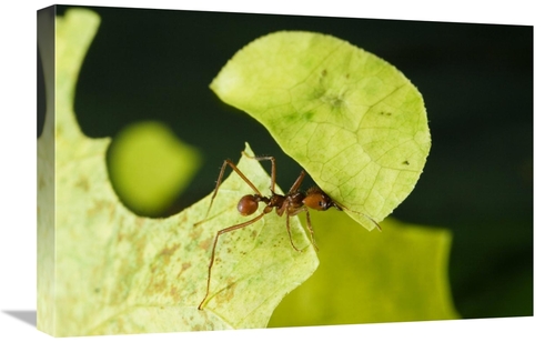 Global Gallery GCS-452681-1624-142 16 x 24 in. Leafcutter Ant Ant Carr