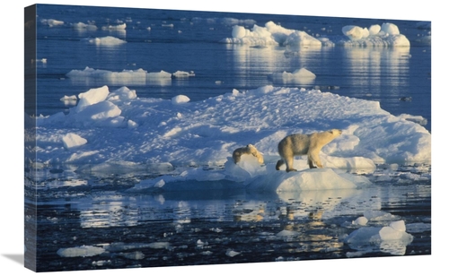 Global Gallery GCS-398248-2030-142 20 x 30 in. Polar Bear Adult & Cub 