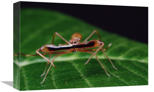 Global Gallery GCS-450715-1218-142 12 x 18 in. Kerengga Ant-Like Jumpe