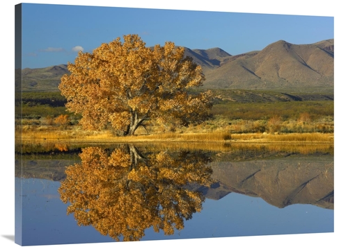 Global Gallery GCS-452081-3040-142 30 x 40 in. Cottonwood Fall Foliage