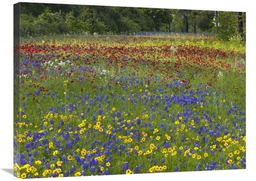 Global Gallery GCS-452192-2432-142 24 x 32 in. Annual Coreopsis Texas 