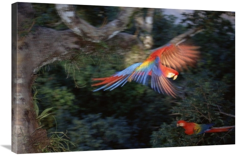 Global Gallery GCS-451498-2436-142 24 x 36 in. Scarlet Macaw Flying in