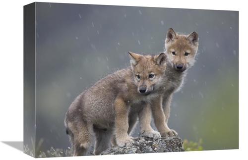 Global Gallery GCS-396247-1216-142 12 x 16 in. Gray Wolf Pups in Light