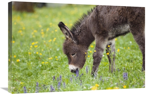 Global Gallery GCS-398476-2030-142 20 x 30 in. Donkey Foal Grazing,