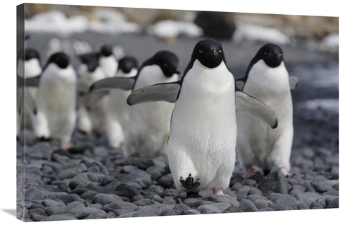 Global Gallery GCS-397732-2436-142 24 x 36 in. Adelie Penguin Group Ma