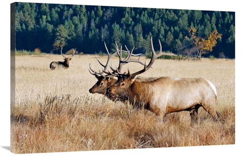 Global Gallery GCS-486456-40-142 40 in. Before the Fight Art Print - V