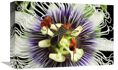 Global Gallery GCS-398549-1218-142 12 x 18 in. Flag-Footed Bug on Pass