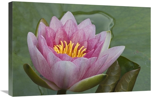 Global Gallery GCS-398191-2030-142 20 x 30 in. Amazon Water Lily Flowe