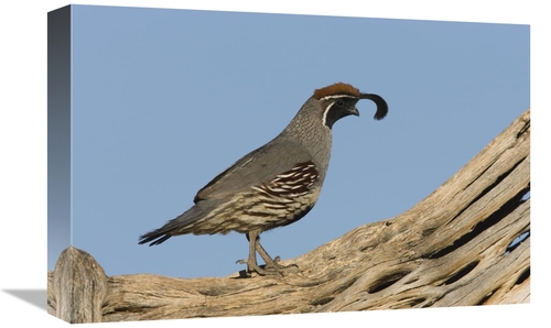 Global Gallery GCS-453359-1218-142 12 x 18 in. Gambels Quail Male,