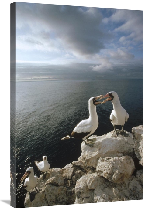 Global Gallery GCS-451295-2436-142 24 x 36 in. Masked Booby Courting P