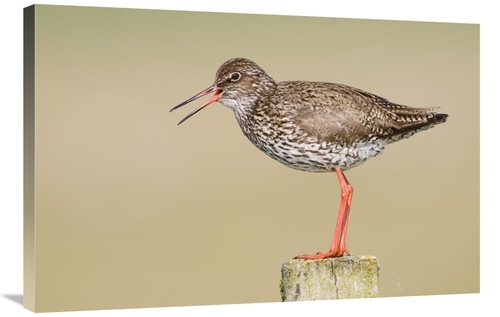 Global Gallery GCS-398238-2436-142 24 x 36 in. Common Redshank Calling