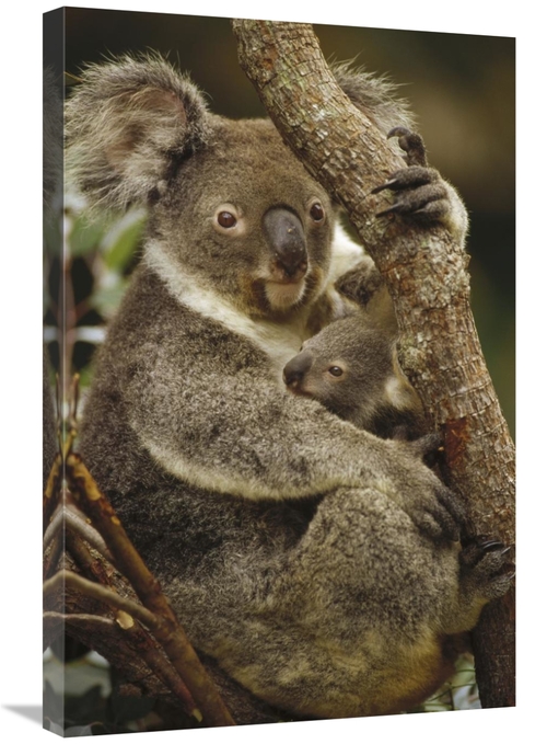 20 x 30 in. Koala Mother & Joey, Three Month Old, Eastern Fore