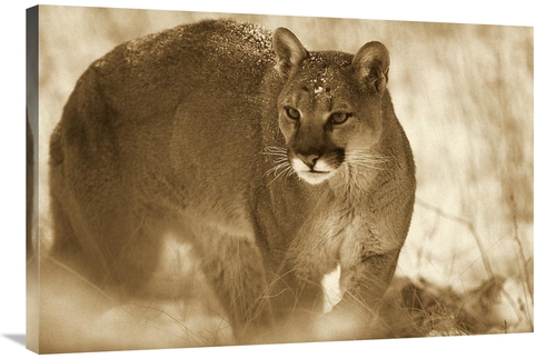 Global Gallery GCS-453678-2436-142 24 x 36 in. Mountain Lion Portrait 