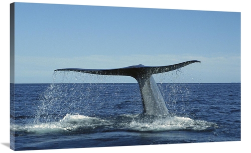 Global Gallery GCS-451685-44-142 44 in. Blue Whale Raising Fluke for D