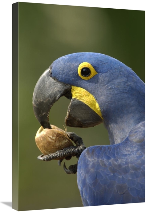 Global Gallery GCS-397887-2030-142 20 x 30 in. Hyacinth Macaw in Cerra