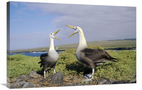 Global Gallery GCS-451366-2436-142 24 x 36 in. Waved Albatross Pair Co