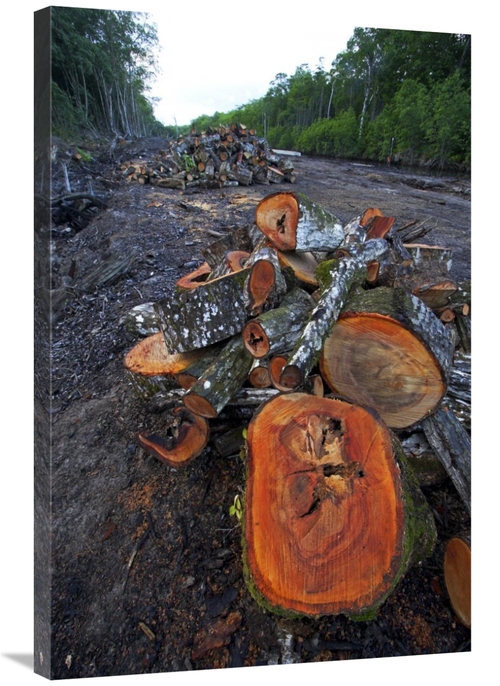 Global Gallery GCS-398558-2436-142 24 x 36 in. Red Mangrove Old Growth