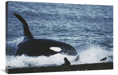Global Gallery GCS-397696-2436-142 24 x 36 in. Orca Hunting South Amer