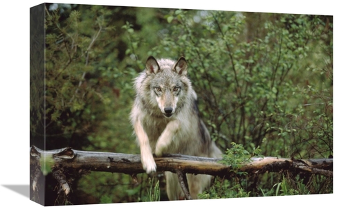 Global Gallery GCS-396200-1218-142 12 x 18 in. Timber Wolf Leaping Ove
