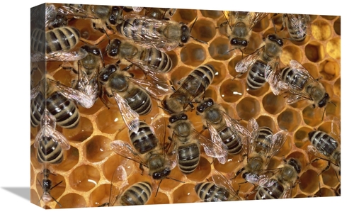 Global Gallery GCS-452362-1218-142 12 x 18 in. Honey Bee Colony on Hon