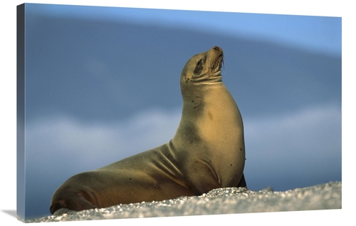 Global Gallery GCS-451755-2436-142 24 x 36 in. Galapagos Sea Lion Fema