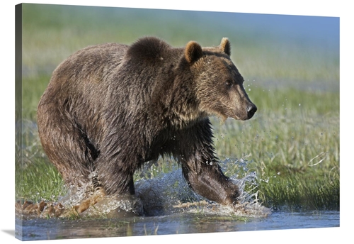 Global Gallery GCS-452257-3040-142 30 x 40 in. Grizzly Bear Running Th