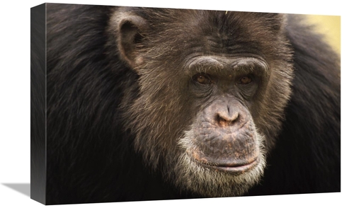 Global Gallery GCS-452781-1218-142 12 x 18 in. Chimpanzee Male Portrai
