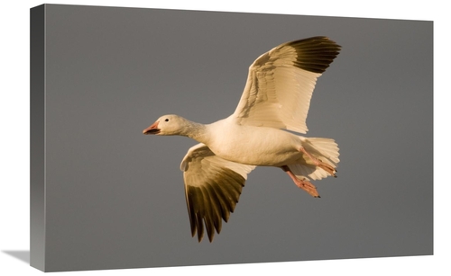 Global Gallery GCS-397411-1624-142 16 x 24 in. Snow Goose Flying, 