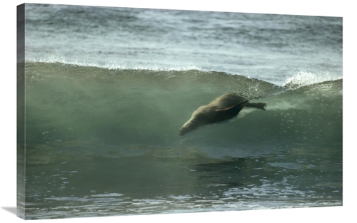 Global Gallery GCS-451087-2436-142 24 x 36 in. Galapagos Sea Lion Body
