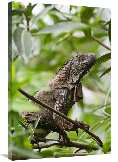 Global Gallery GCS-452683-2436-142 24 x 36 in. Green Iguana on Branche