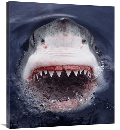 Global Gallery GCS-397965-36-142 36 in. Great White Shark At Surface&#