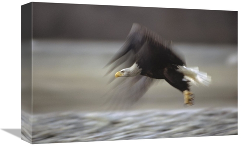 Global Gallery GCS-452932-1218-142 12 x 18 in. Bald Eagle Flying, 