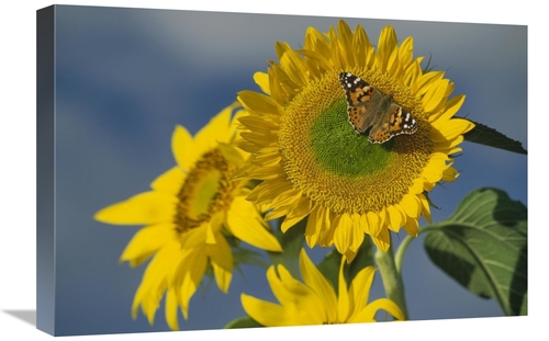 Global Gallery GCS-451950-1624-142 16 x 24 in. American Painted Lady B